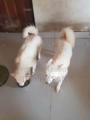 3-6 Months Male Purebred Japanese Spitz