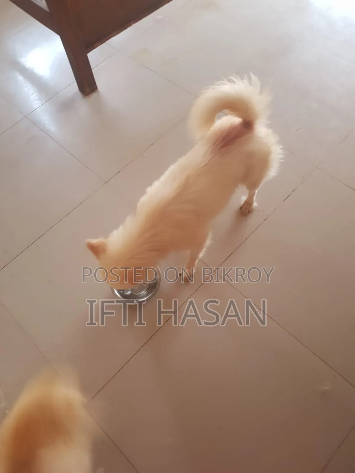 3-6 Months Male Purebred Japanese Spitz