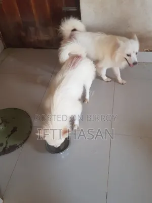 3-6 Months Male Purebred Japanese Spitz