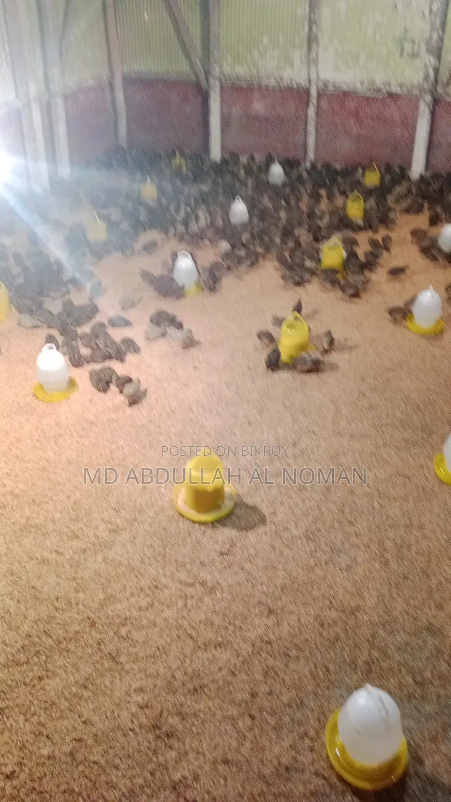 Quail Eggs