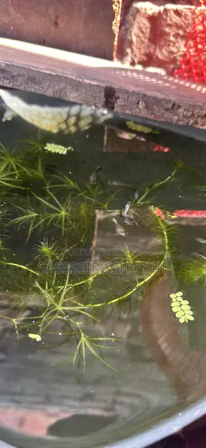 Fabulous Guppy