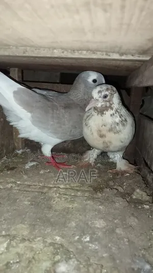 গিরিবাজ কবুতর