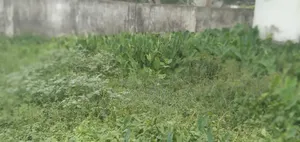 Land in Sonadangha