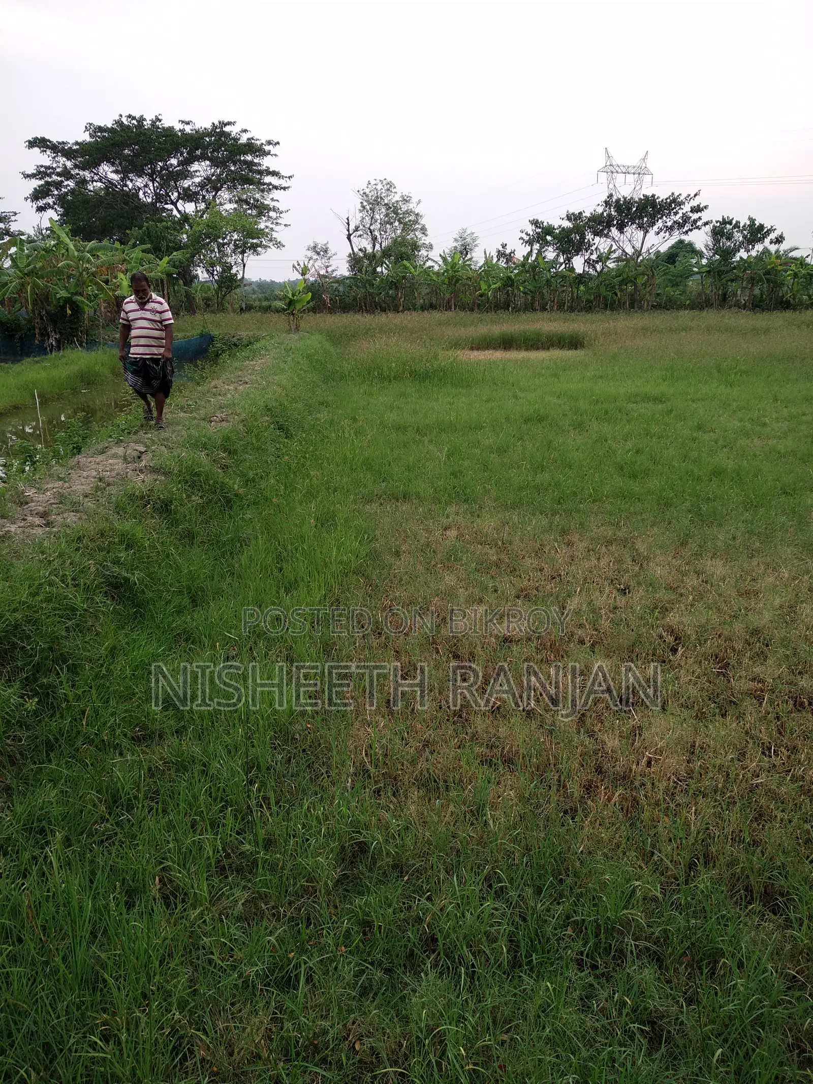 ১ বিঘা (৫২ শতক) কৃষি জমি বিক্রি হবে