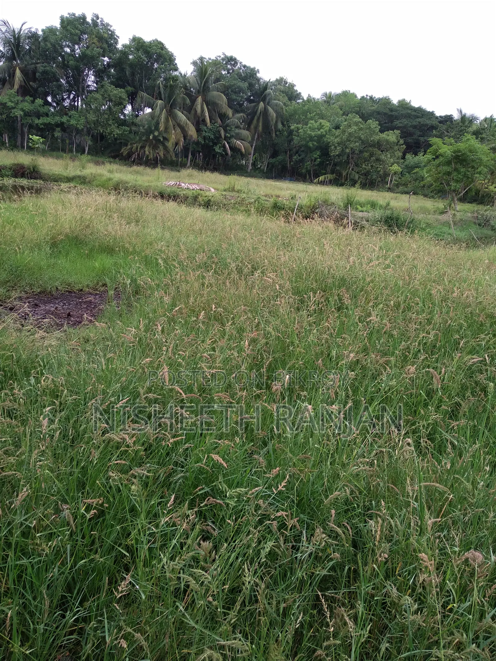 ১ বিঘা (৫২ শতক) কৃষি জমি বিক্রি হবে