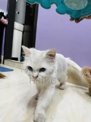 1-3 Months Male Mixed Breed Persian