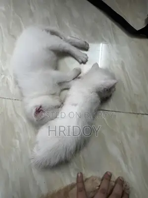 1-3 Months Male Mixed Breed Persian