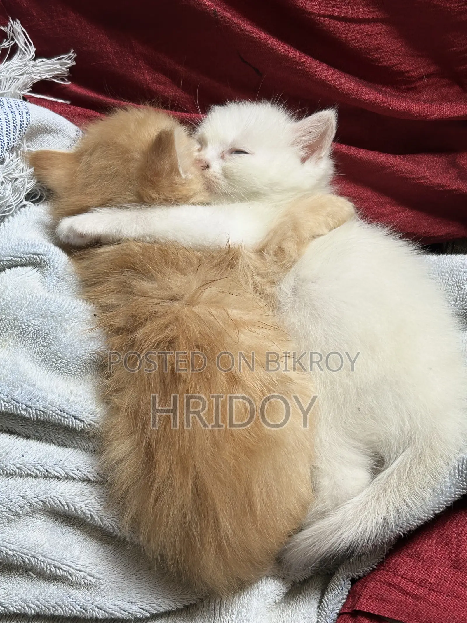 1-3 Months Male Mixed Breed Persian