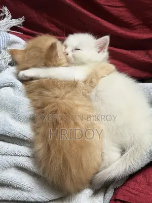 1-3 Months Male Mixed Breed Persian