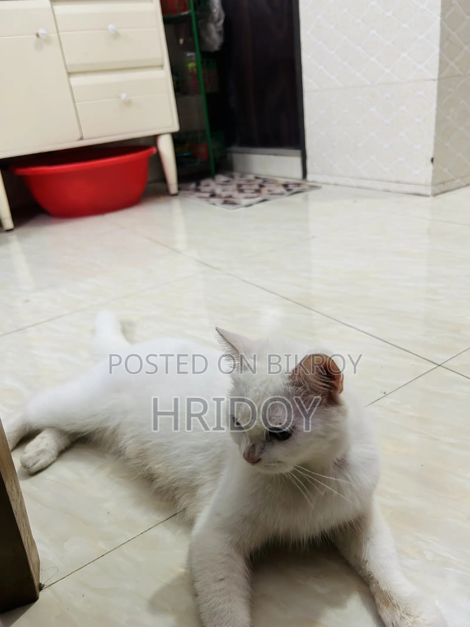 1-3 Months Male Mixed Breed Persian
