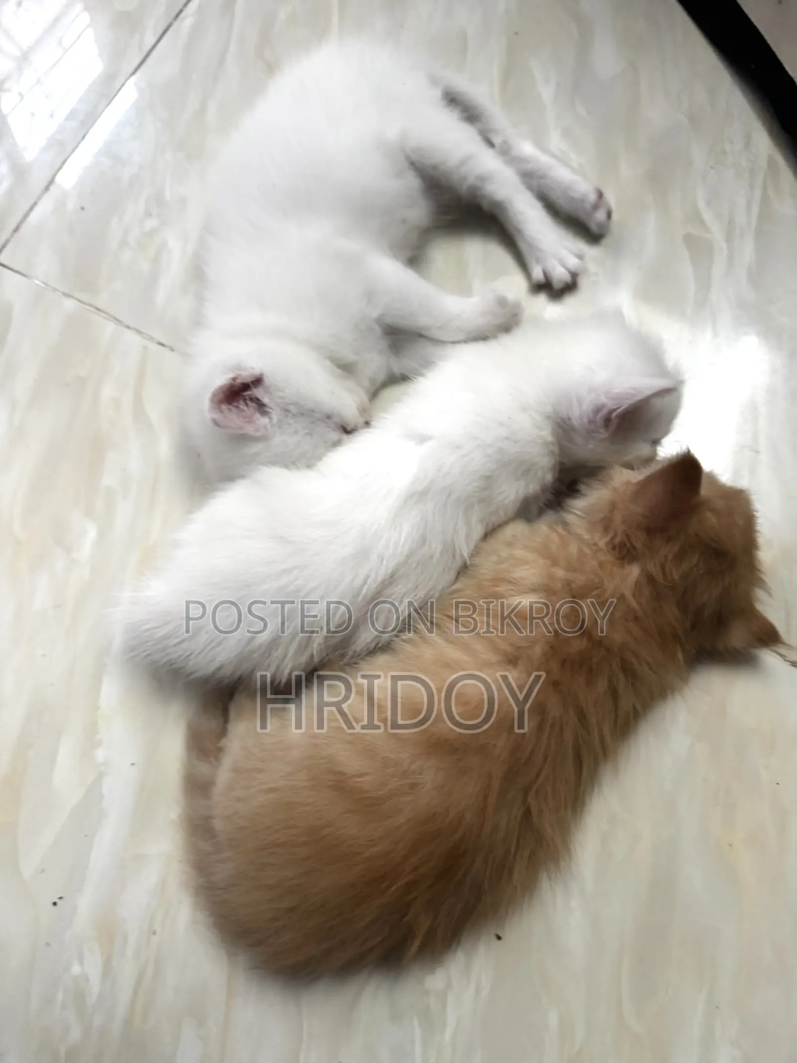 1-3 Months Male Mixed Breed Persian