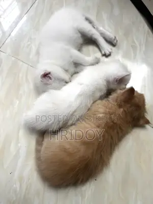 1-3 Months Male Mixed Breed Persian