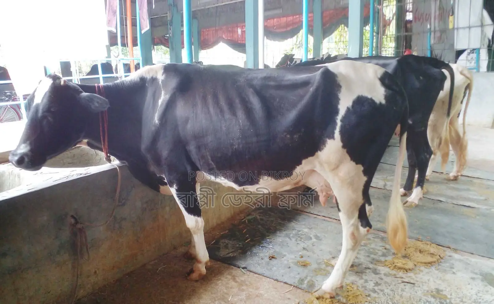 ১২৬৬নং ৩টি মুন্ডি গাভী বিক্রয় ।