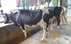 ১২৬৬নং ৩টি মুন্ডি গাভী বিক্রয় ।
