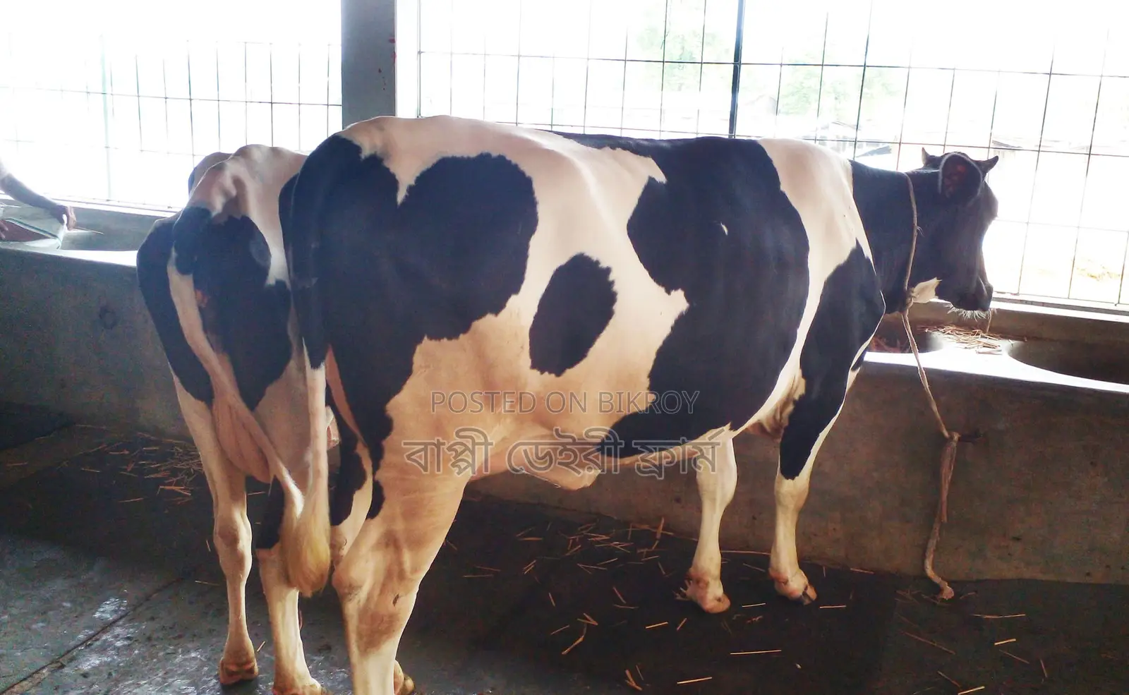 ১২৬৭নং ২টি গাভী বিক্রয় ভালো জাতের।