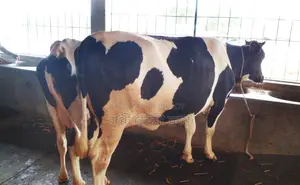 ১২৬৭নং ২টি গাভী বিক্রয় ভালো জাতের।