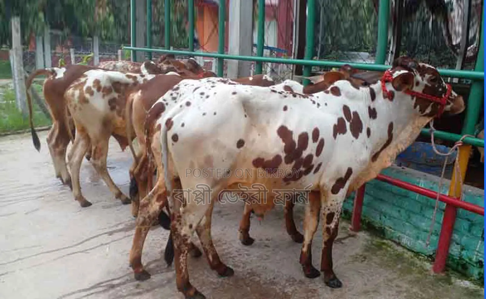 ১২৬৮নং ৬টি এড়ে ষাঁড় বাছুর বিক্রয় হবে ।