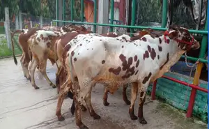 ১২৬৮নং ৬টি এড়ে ষাঁড় বাছুর বিক্রয় হবে ।