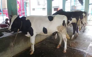 ১২৬৯নং ৩টি বকনা বিক্রয় হবে ভালো জাতের।