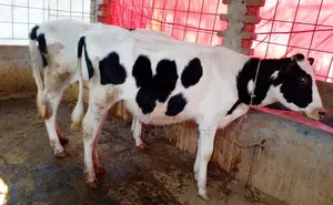 ১২৭০নং ২টি বকনা বাছুর বিক্রয় হবে।
