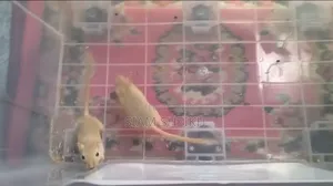 Gerbil