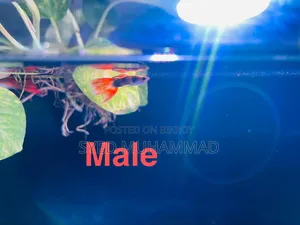 Longfin Red Chili Guppy (Super Rare)
