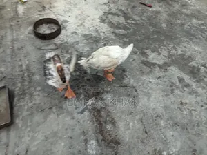 রাজা হাস বিক্রি করা হবে বয়স সাড়ে ৪ মাস একটা মোরগ একটা মুরগি