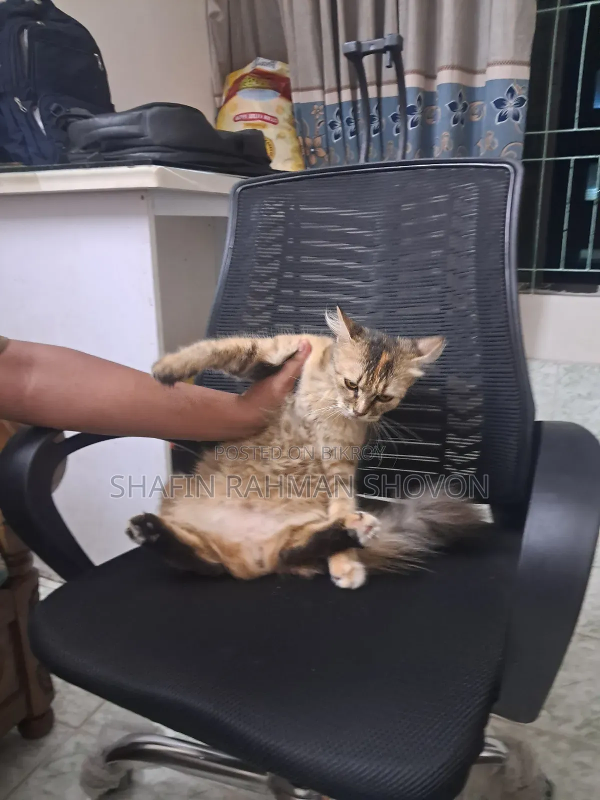 6-12 Months Female Mixed Breed Persian