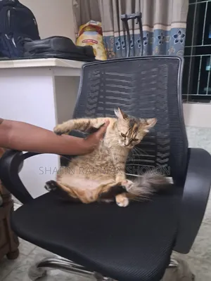 6-12 Months Female Mixed Breed Persian