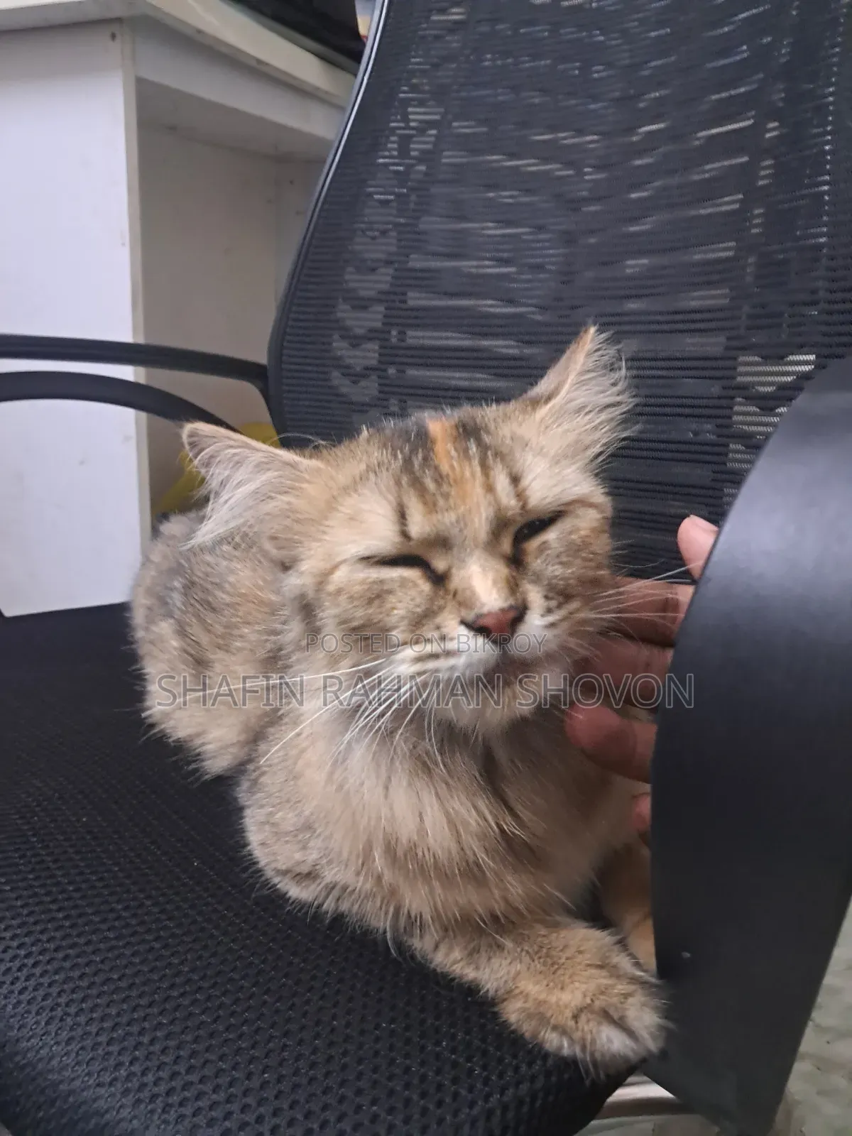 6-12 Months Female Mixed Breed Persian