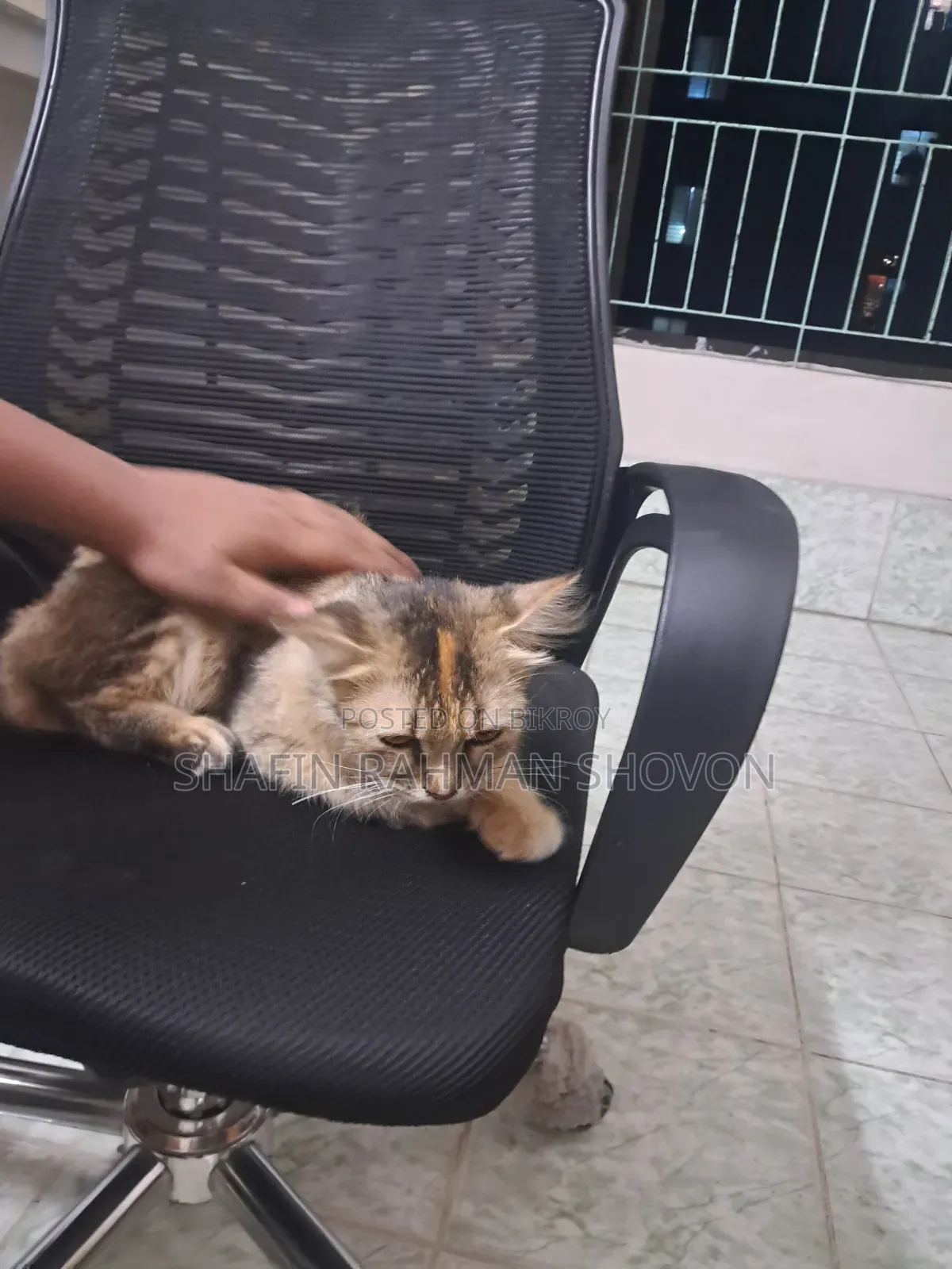 6-12 Months Female Mixed Breed Persian