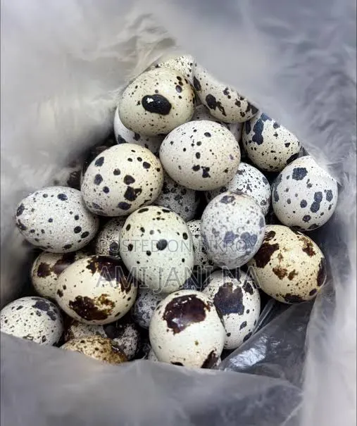 0 Baby or Fertile Eggs