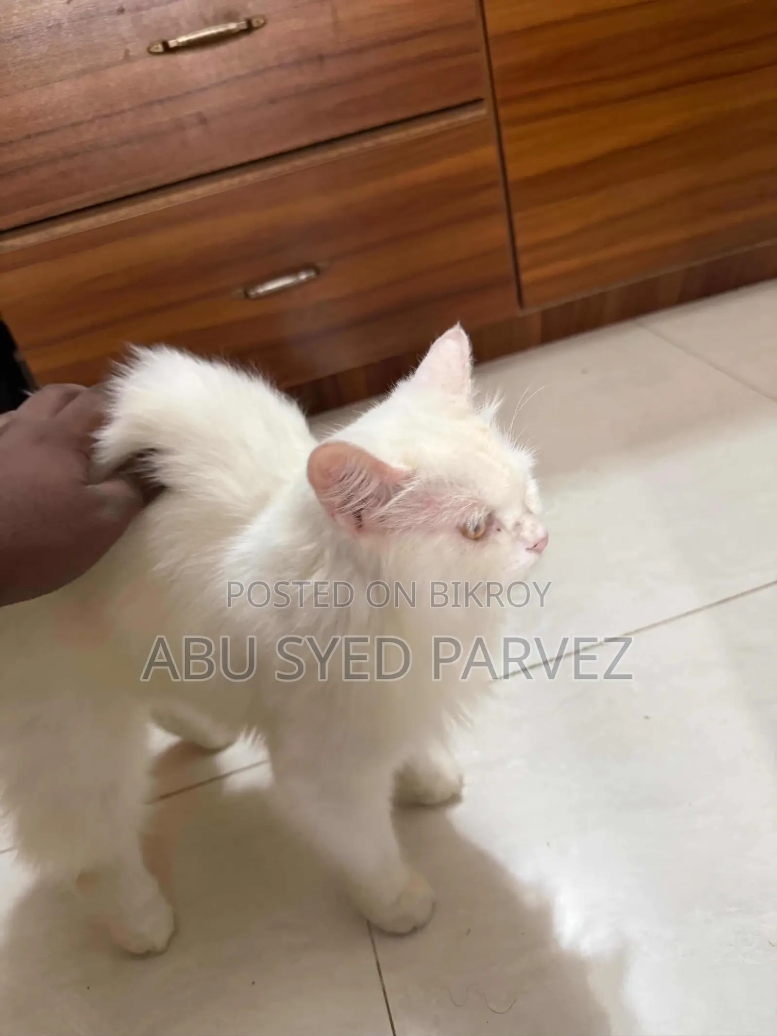 1+ Year Female Purebred Persian