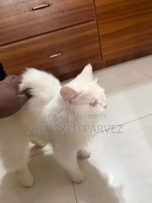 1+ Year Female Purebred Persian