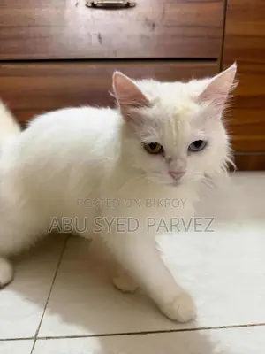1+ Year Female Purebred Persian