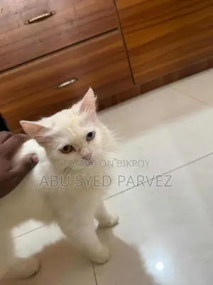 1+ Year Female Purebred Persian
