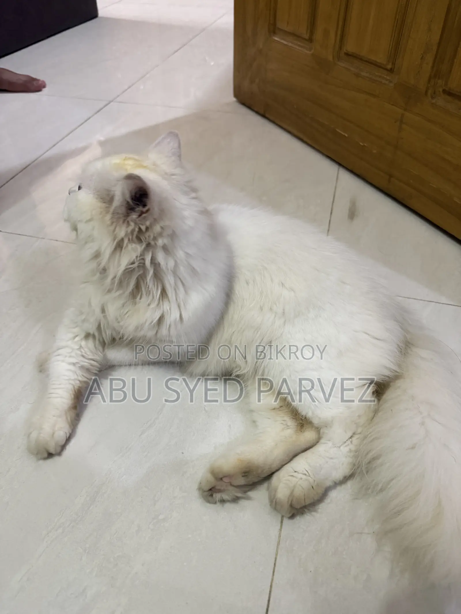 1+ Year Female Purebred Persian