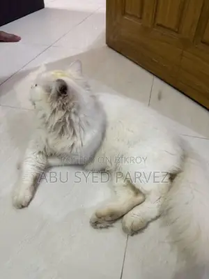 1+ Year Female Purebred Persian