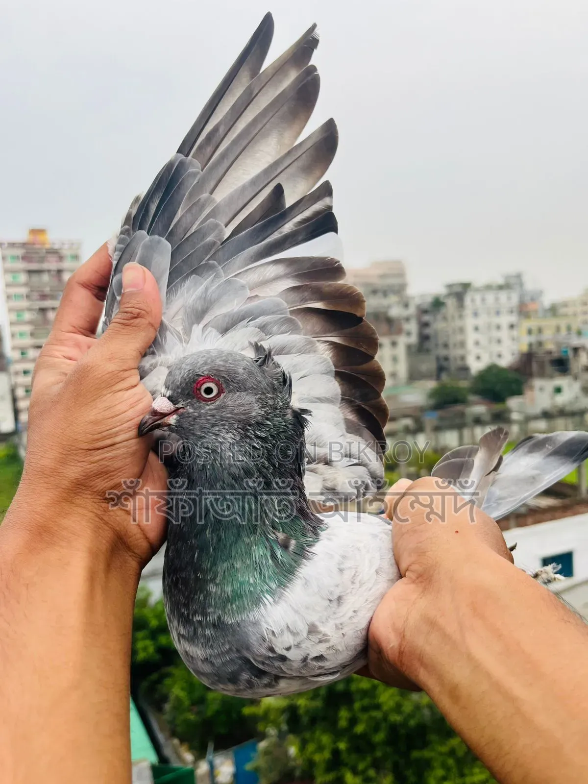 - Racing line Chuitol cock for sale