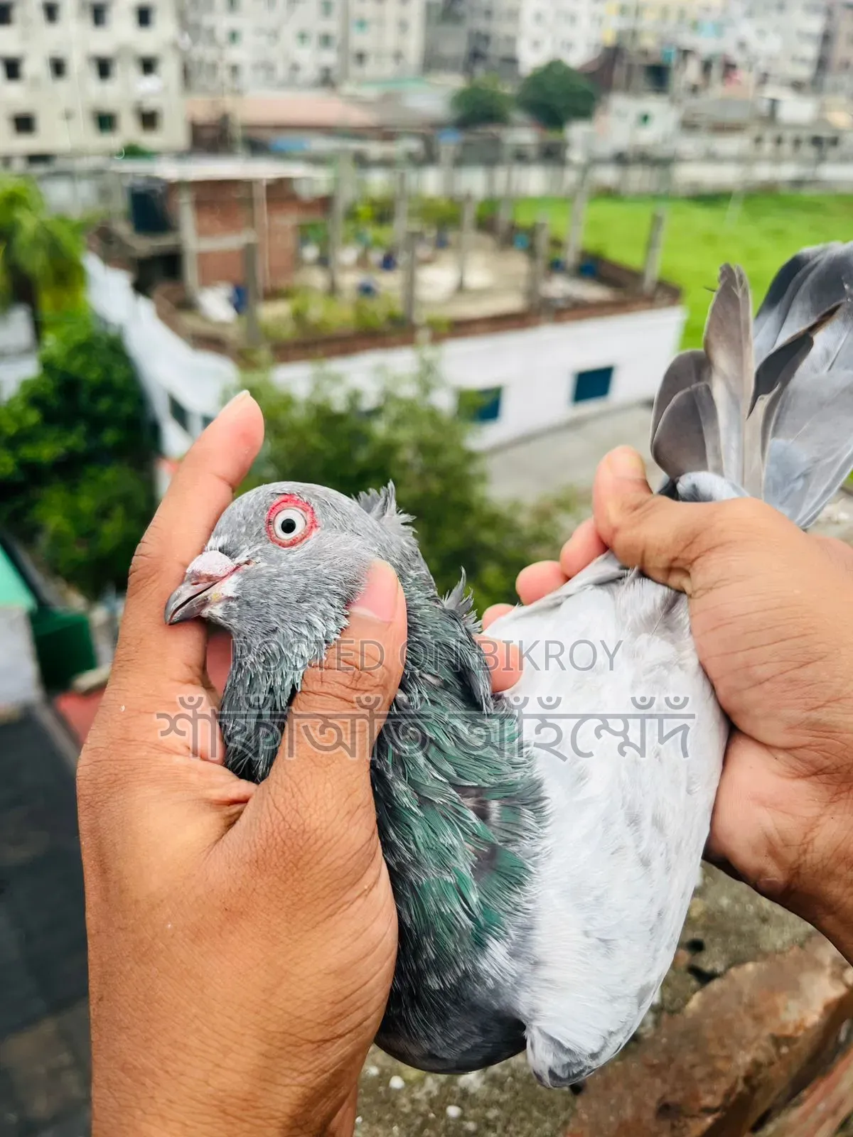 - Racing line Chuitol cock for sale