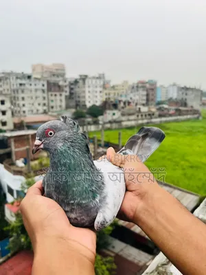 - Racing line Chuitol cock for sale