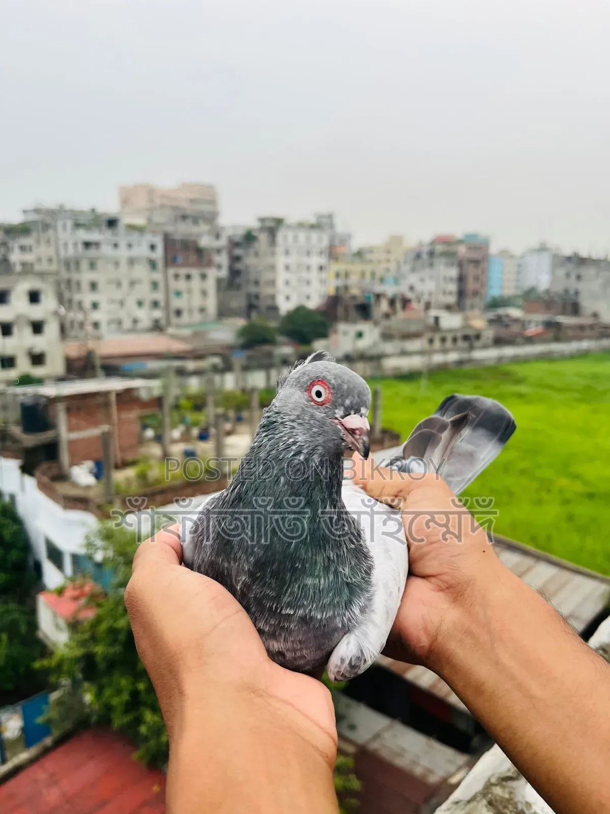 - Racing line Chuitol cock for sale