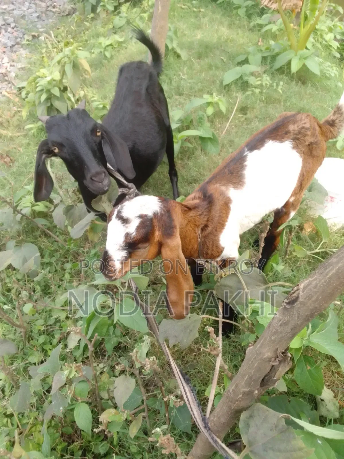 Shokh Er Cagol Bikroy Hobe Deshi Blackbangal