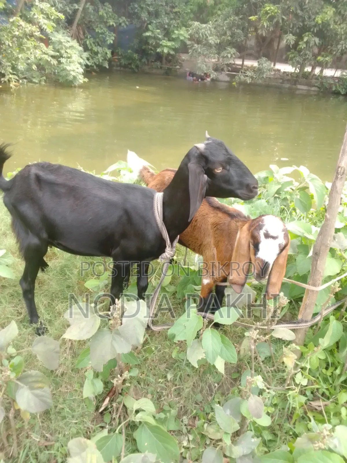 Shokh Er Cagol Bikroy Hobe Deshi Blackbangal