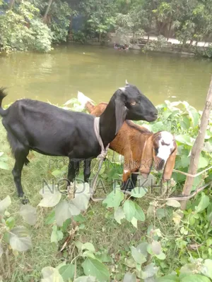 Shokh Er Cagol Bikroy Hobe Deshi Blackbangal