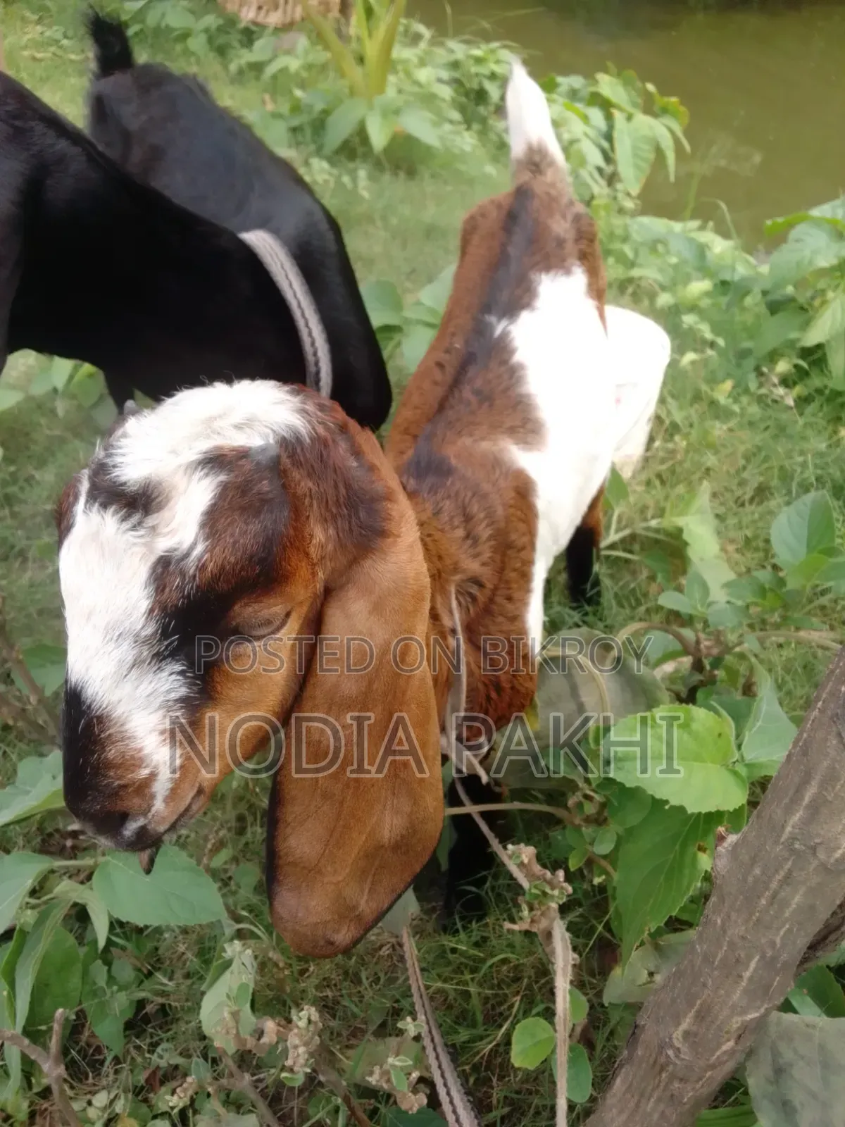 Shokh Er Cagol Bikroy Hobe Deshi Blackbangal