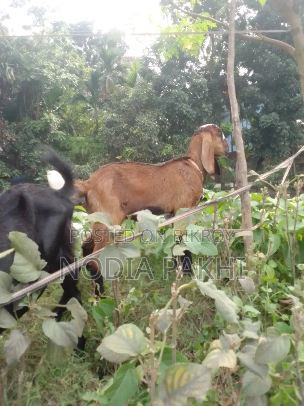 Shokh Er Cagol Bikroy Hobe Deshi Blackbangal