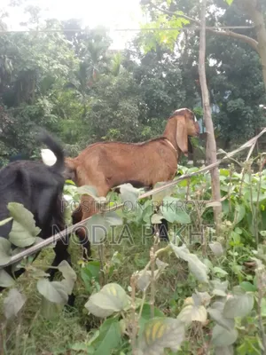 Shokh Er Cagol Bikroy Hobe Deshi Blackbangal