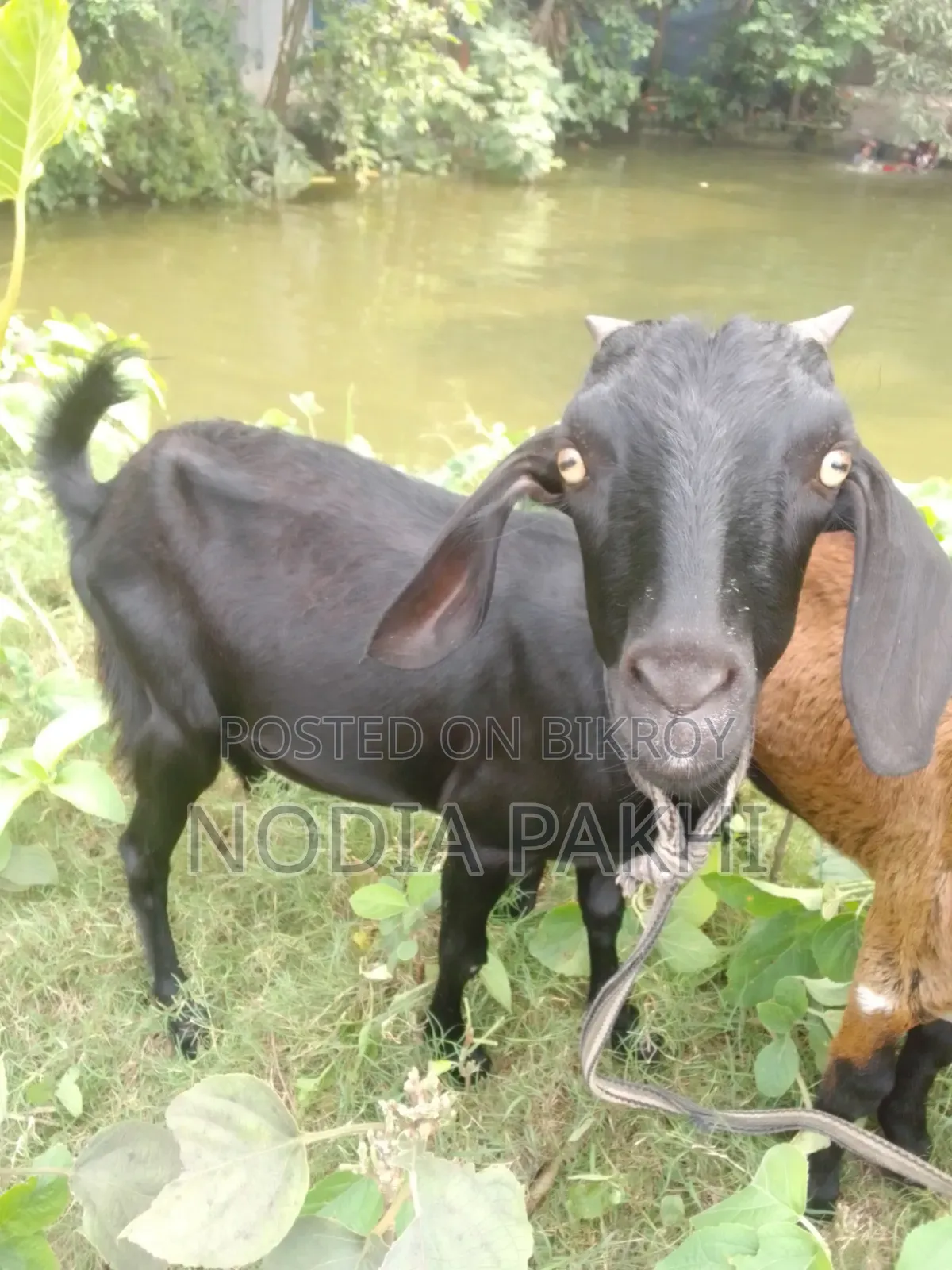 Shokh Er Cagol Bikroy Hobe Deshi Blackbangal