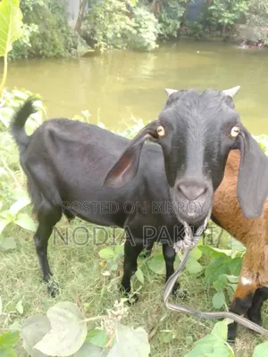 Shokh Er Cagol Bikroy Hobe Deshi Blackbangal